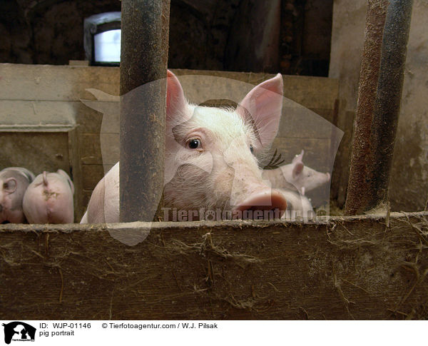 Schwein im Portrait / pig portrait / WJP-01146
