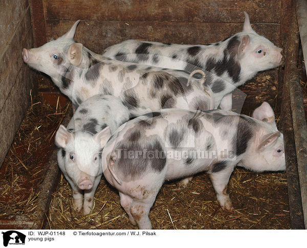 Ferkel / young pigs / WJP-01148