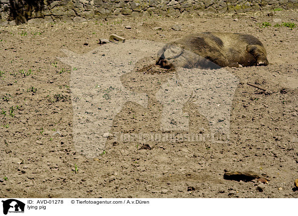 liegendes Hausschwein / lying pig / AVD-01278