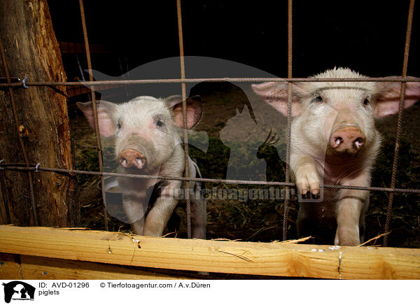Ferkel vom Hausschwein / piglets / AVD-01296