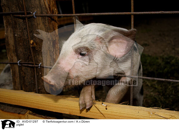 piglet / AVD-01297