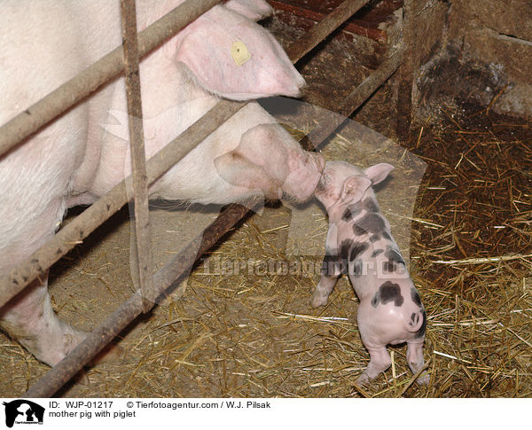 Muttersau mit Ferkel / mother pig with piglet / WJP-01217