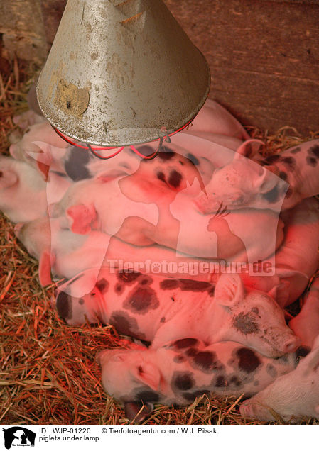 Ferkel unter der Wrmelampe / piglets under lamp / WJP-01220