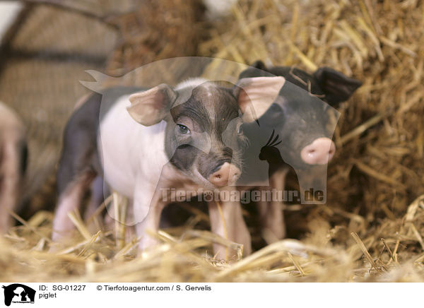 piglet / SG-01227