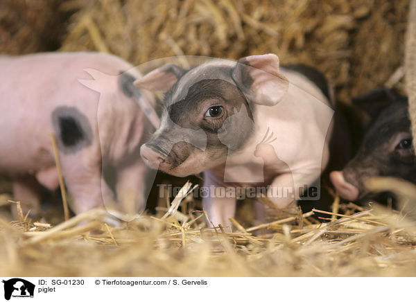 Ferkel / piglet / SG-01230