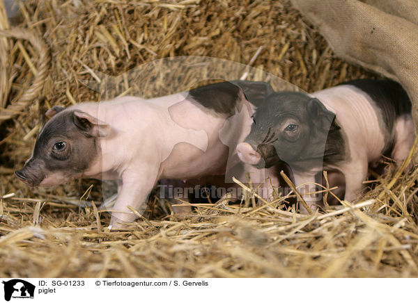 Ferkel / piglet / SG-01233