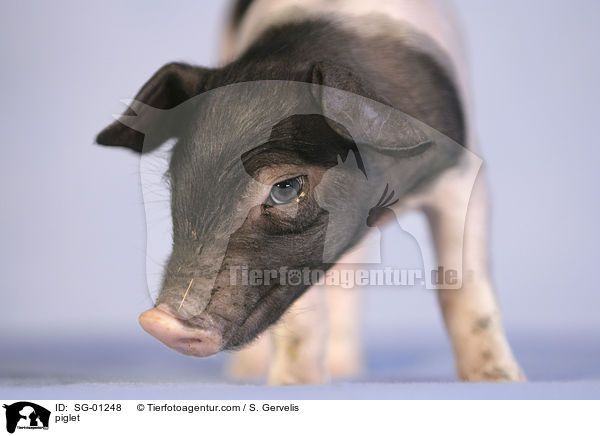 Ferkel / piglet / SG-01248
