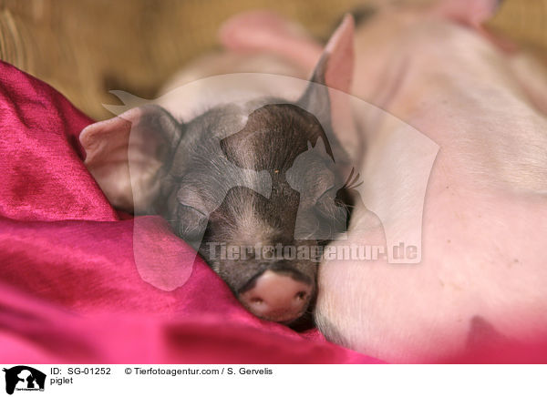 Ferkel / piglet / SG-01252