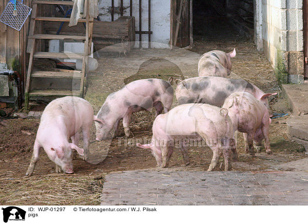 pigs / WJP-01297