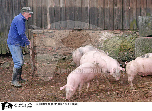 Landwirt mit Schweinen / farmer with pigs / WJP-01300