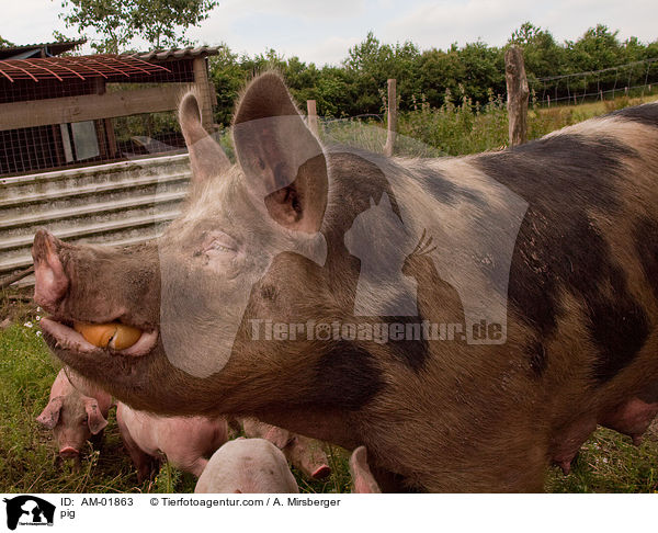 Schwein / pig / AM-01863