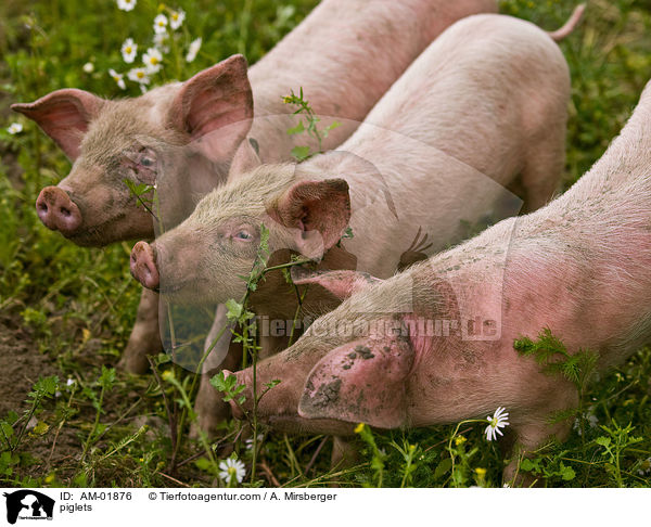 piglets / AM-01876