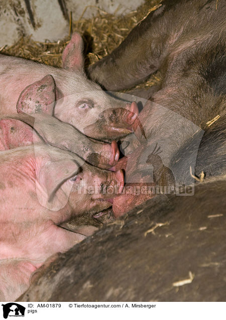 Schweine / pigs / AM-01879
