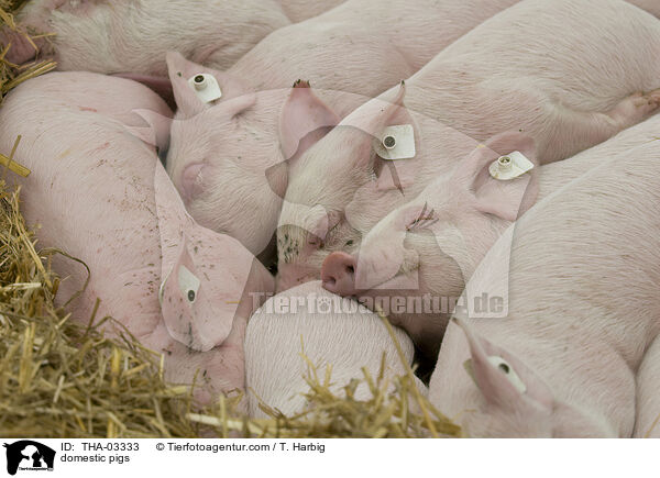 Hausschweine / domestic pigs / THA-03333