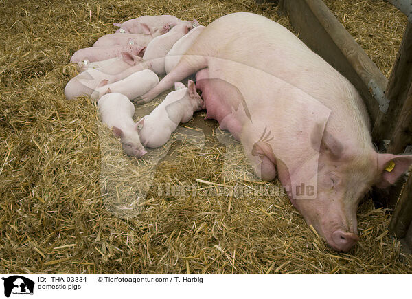 domestic pigs / THA-03334