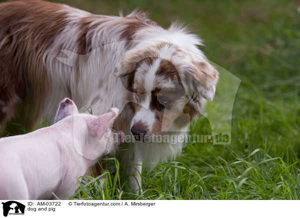 dog and pig / AM-03722
