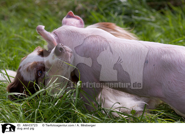 dog and pig / AM-03723