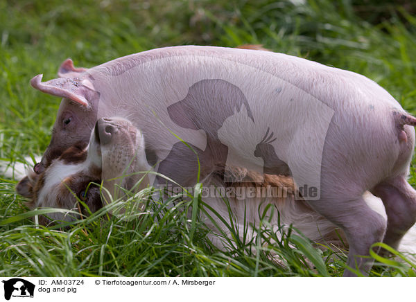 dog and pig / AM-03724