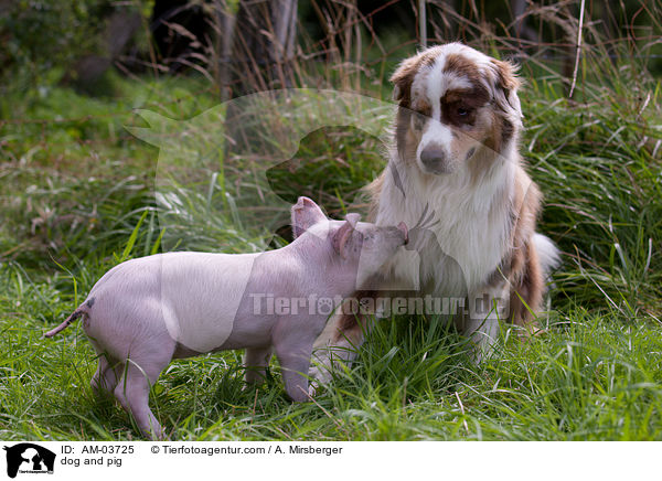 dog and pig / AM-03725