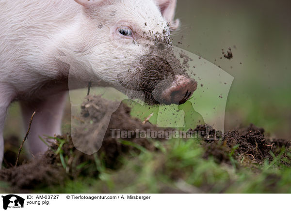 junges Schwein / young pig / AM-03727