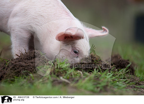 junges Schwein / young pig / AM-03728