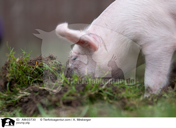 junges Schwein / young pig / AM-03730