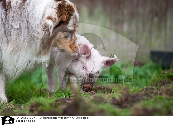 piglet and dog / AM-04307