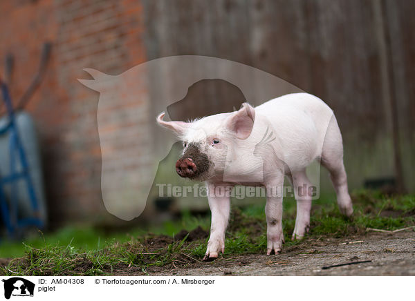 Ferkel / piglet / AM-04308