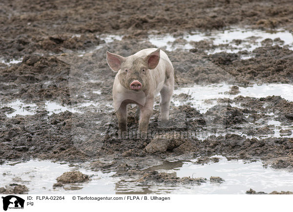 Schwein / pig / FLPA-02264
