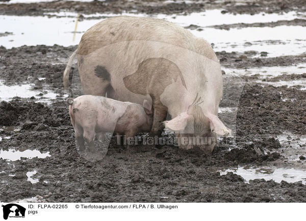 Schweine / pigs / FLPA-02265