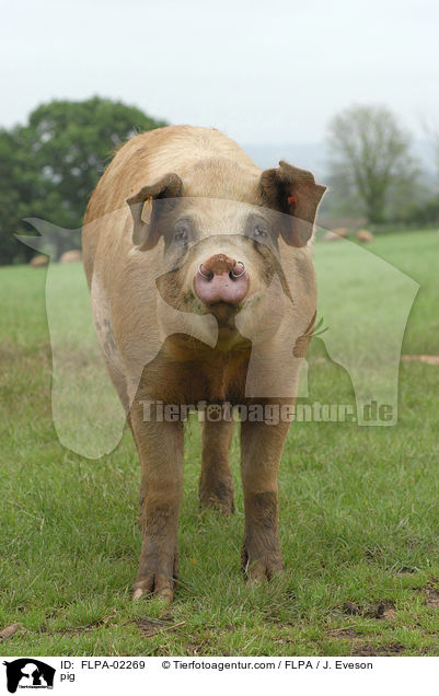 pig / FLPA-02269