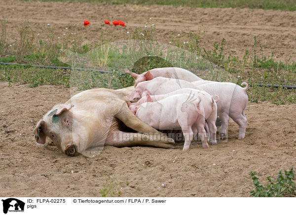 pigs / FLPA-02275