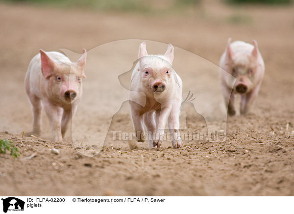Ferkel / piglets / FLPA-02280