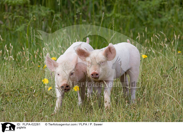 piglets / FLPA-02281