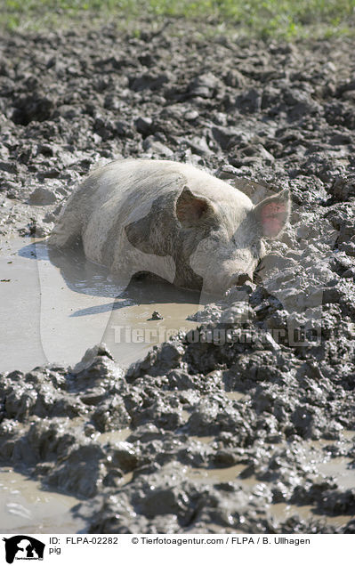 Schwein / pig / FLPA-02282