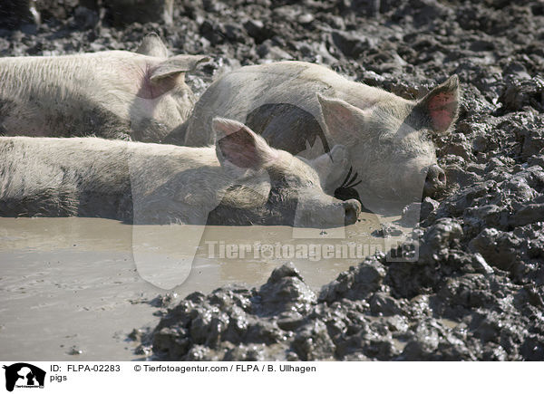 Schweine / pigs / FLPA-02283