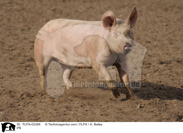 Schwein / pig / FLPA-02286