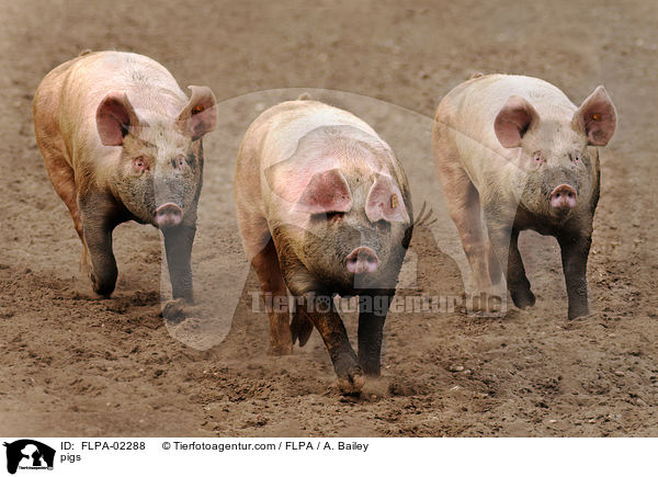 Schweine / pigs / FLPA-02288