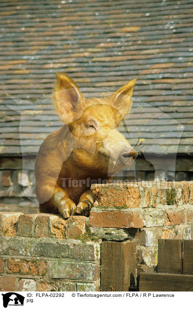 Schwein / pig / FLPA-02292