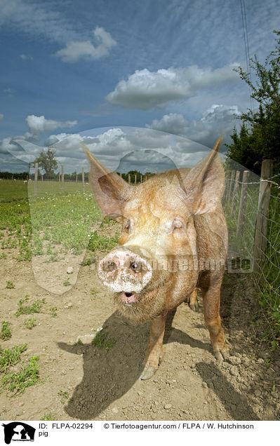 Schwein / pig / FLPA-02294