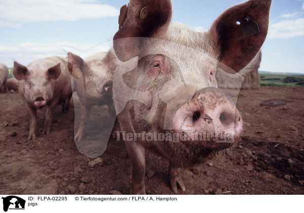 Schweine / pigs / FLPA-02295