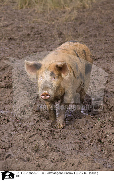 Schwein / pig / FLPA-02297
