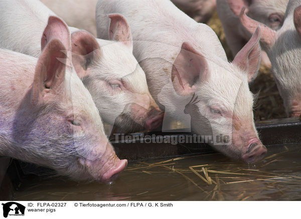 weaner pigs / FLPA-02327