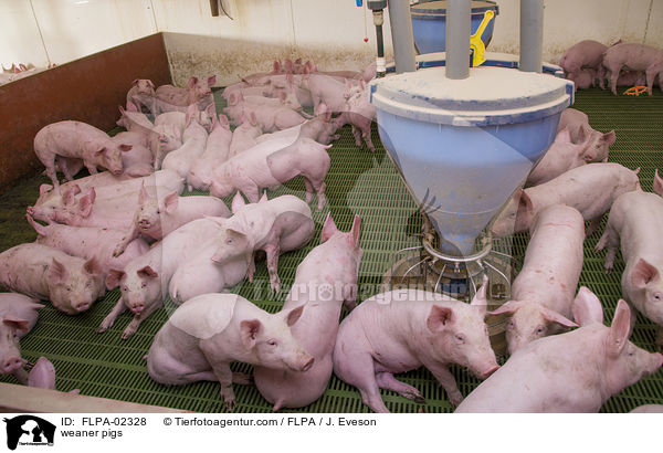 Absatzferkel / weaner pigs / FLPA-02328