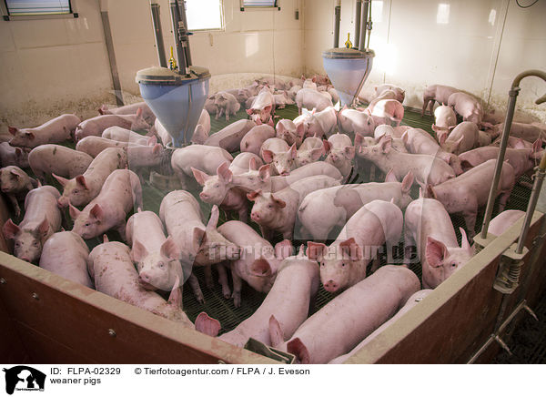 weaner pigs / FLPA-02329