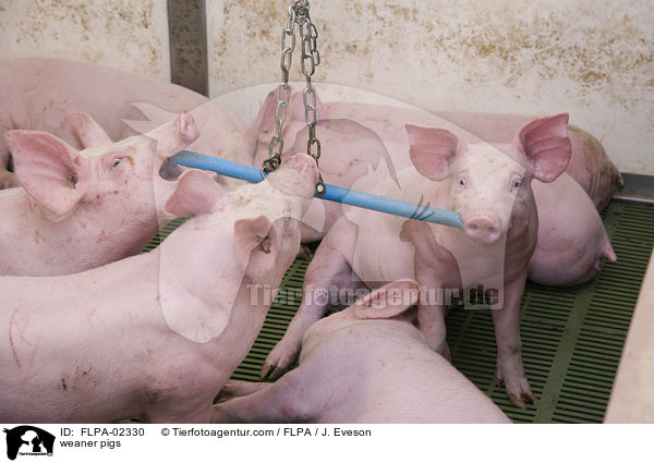 weaner pigs / FLPA-02330