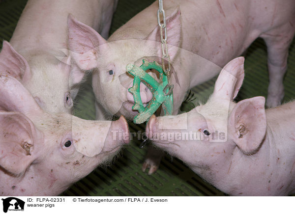 weaner pigs / FLPA-02331