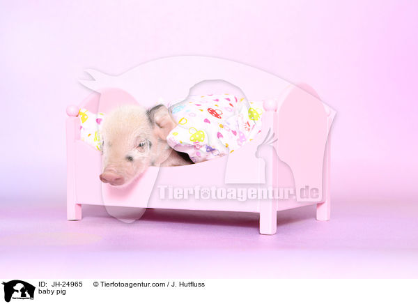 baby pig / JH-24965