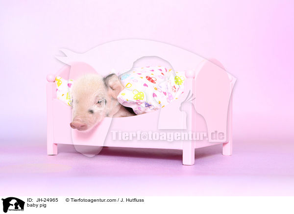 Saugferkel / baby pig / JH-24965