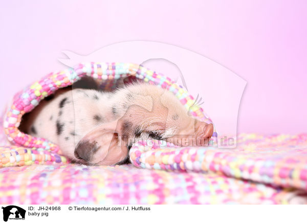 baby pig / JH-24968